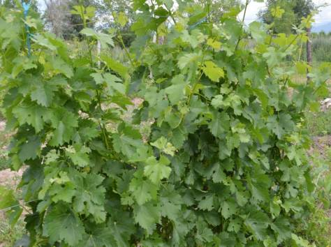 Тур выходного дня КАЖДУЮ СУББОТУ «Иссыкский край с дегустацией вин», фотография 4