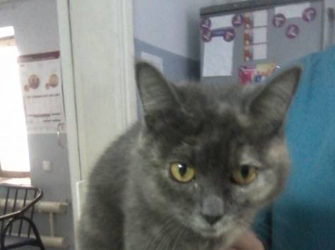 Очень дообрая кошечка ищет хозяина!, фотография 1