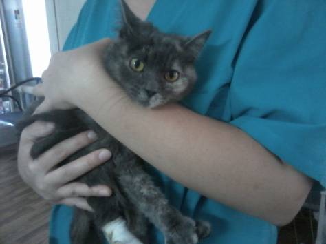 Очень дообрая кошечка ищет хозяина!, фотография 3