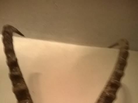 рога архара, фотография 1