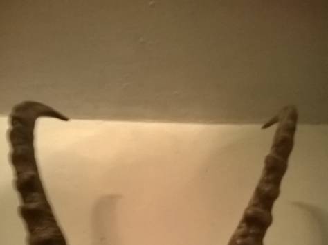 рога архара, фотография 2