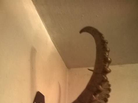 рога архара, фотография 3