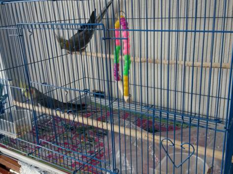 попугаи, фотография 1