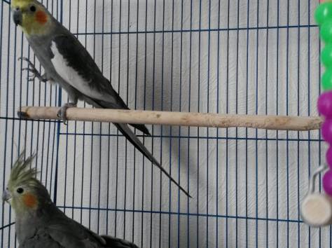 попугаи, фотография 2