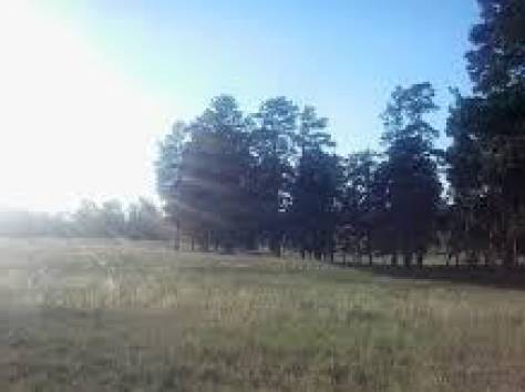 Продам участок в лесу в Акколе около Астаны, фотография 1