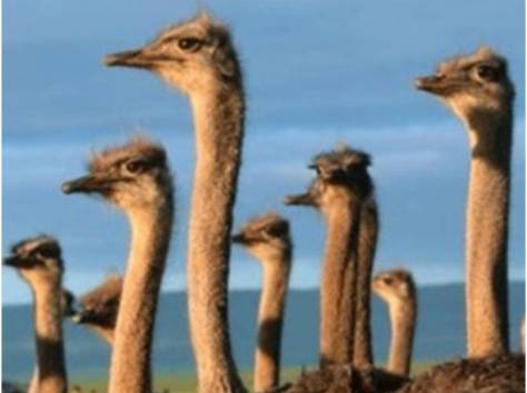 «Флора и Фауна Тургеня» по субботам, фотография 5