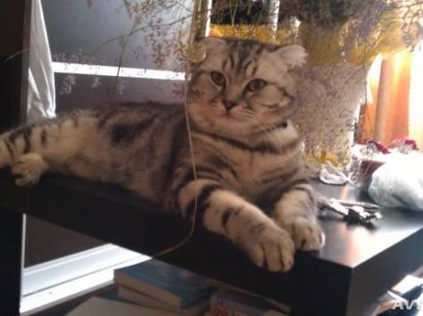 шотландский котик, фотография 5