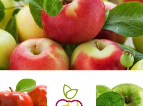 Саженцы яблонь Антоновки в Алматы, оптом ив розницу., фотография 1