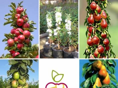 Колоновидные яблони, саженцы в Алматы., фотография 1