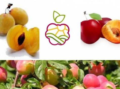 Саженцы сирени в Алматы, фотография 1