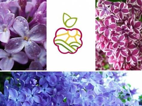 Саженцы алычи в Алматы.  , фотография 1