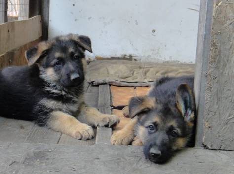 Продаются щенки немецкой овчарки с родословной, фотография 2