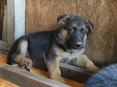 Продаются щенки немецкой овчарки с родословной, фотография 3