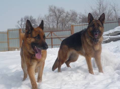 Продаются щенки немецкой овчарки с родословной, фотография 4