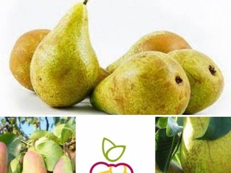 Саженцы груши «Русская красавица» в Алматы., фотография 1