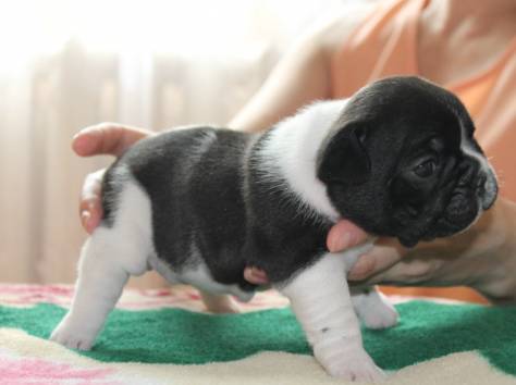 щенки французский бульдог с документами, фотография 1