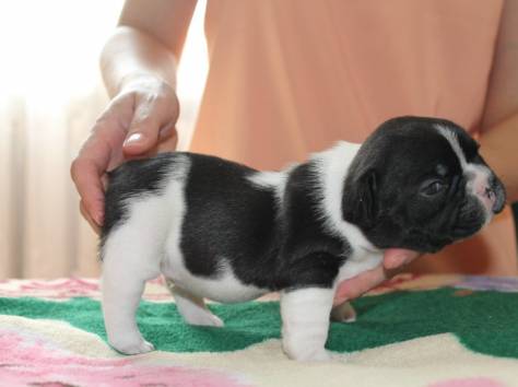 щенки французский бульдог с документами, фотография 2