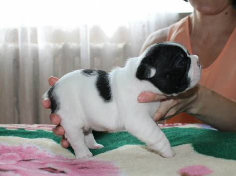 щенки французский бульдог с документами, фотография 3