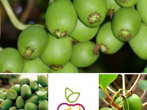 Саженцы Актинидии в Алматы., фотография 1