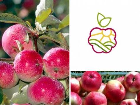 Саженцы яблони «Конфетное» в Алматы оптом и в розницу., фотография 1