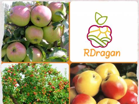 Саженцы яблони «Синап Орловский» в Алматы., фотография 1