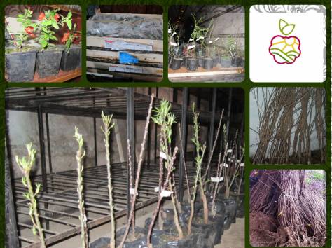 Саженцы плодовых в Алматы. , фотография 1