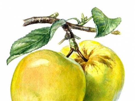 Саженцы яблони 