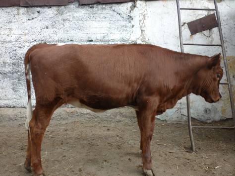Продаю породистые бычки 6 7 месяцев, фотография 1