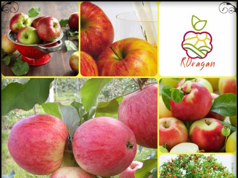 Саженцы яблони «Мечта» в Алматы., фотография 1