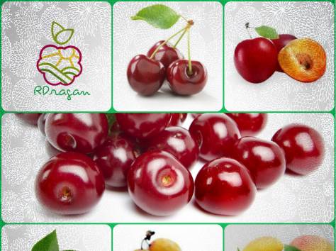 Саженцы косточковых, в Алматы. (вишня, слива, абрикос,персик,алыча)., фотография 1