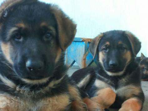 Щенки немецкой овчарки, фотография 1