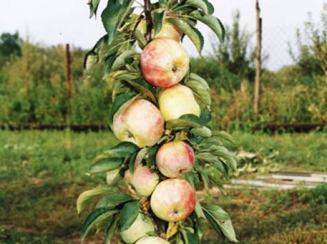 Колоновидные яблони, саженцы в Алматы., фотография 1