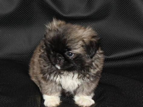 Королевские пекинесы, фотография 1