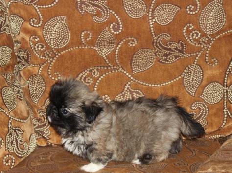 Королевские пекинесы, фотография 2