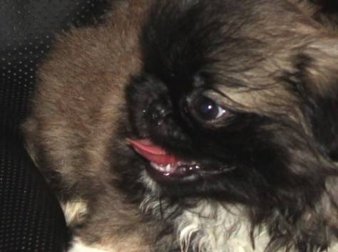 Королевские пекинесы, фотография 3