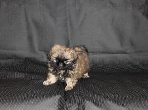 Королевские пекинесы, фотография 4