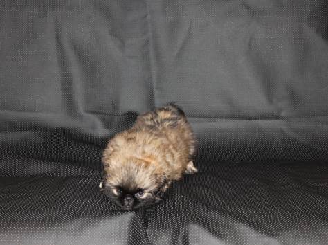 Королевские пекинесы, фотография 7