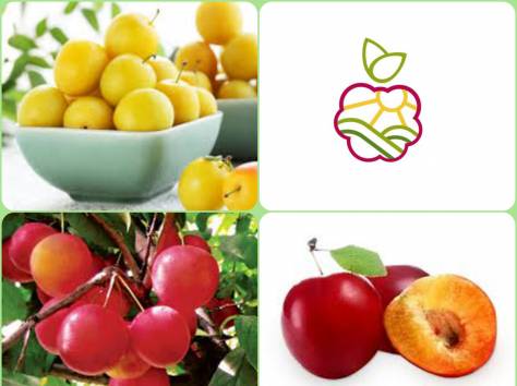 Саженцы алычи в Алматы, опт.розница., фотография 1