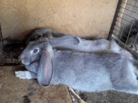 Продаём кроликов, фотография 2