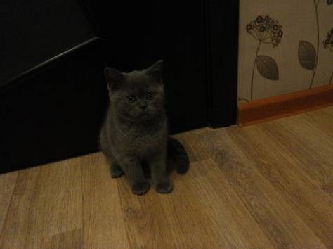 Британцы, фотография 1