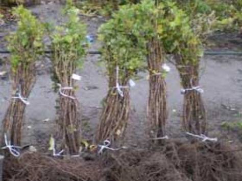 Саженцы смородины в Алматы, опт.розница., фотография 1