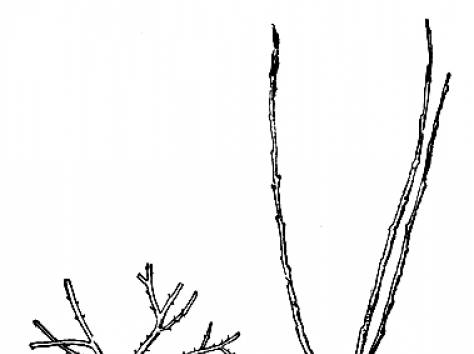 Саженцы крыжовника в Алматы, опт.розница., фотография 1