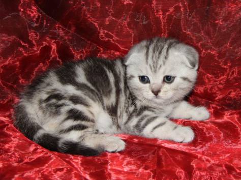 кошечка скотиш фолд, фотография 1