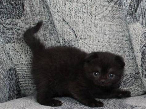 кошечка скотиш фолд, фотография 2