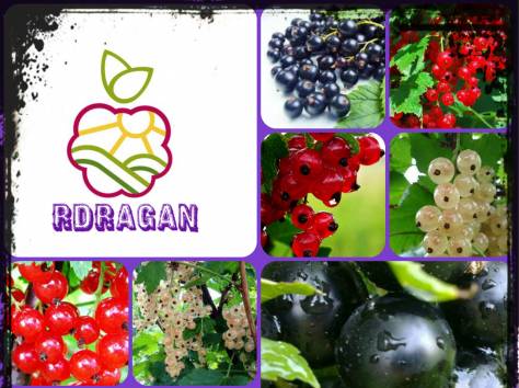 Саженцы декоративных кустарников., фотография 1