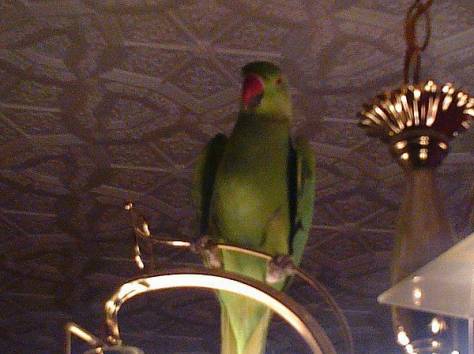 Продам попугая ожерелового, фотография 1