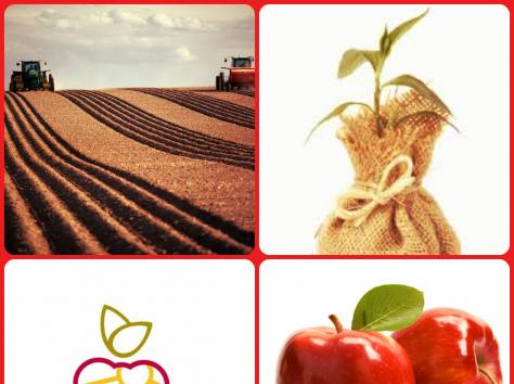 Саженцы плодово-ягодных культур, винограда, декоративных растений и т.д., в Казахстане., фотография 1