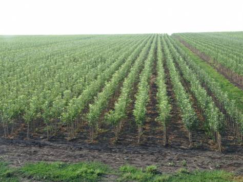 Подвои оптом и в розницу , фотография 1