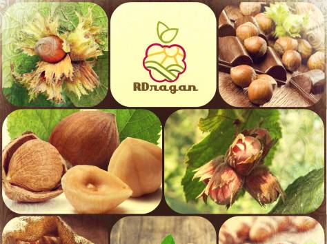 Саженцы фундука «Барселона»., фотография 1