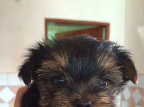 Щенки йоркшиского терьера, фотография 1